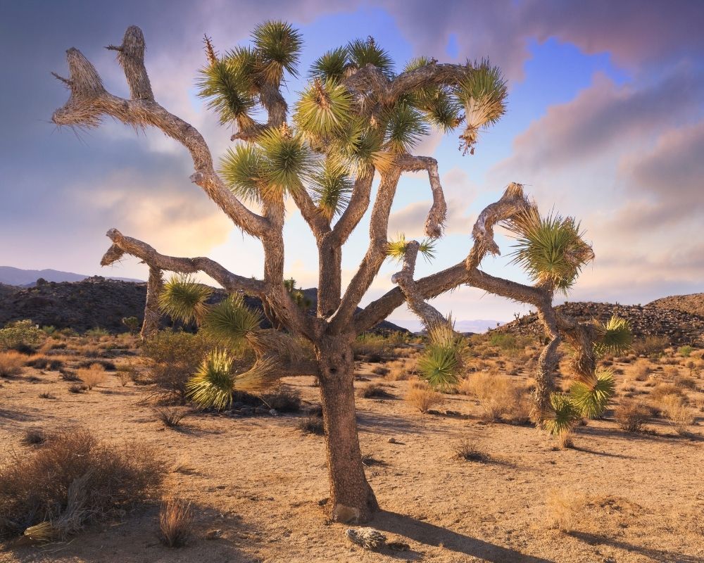 Joshua Tree National Park Rated No. 7 Best National Park for Hiking