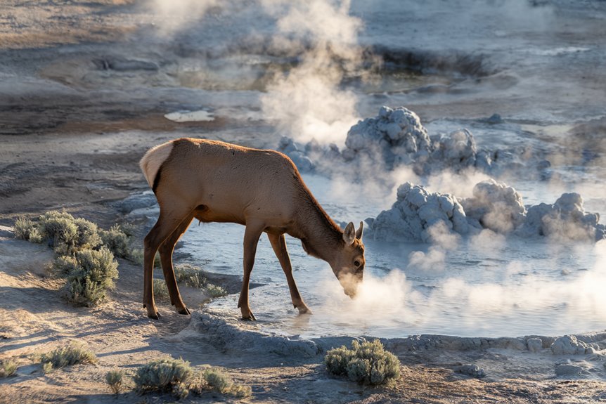 biodiversity at mud volcano