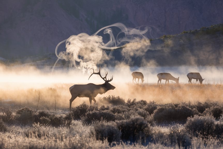 elk habitat exploration journey