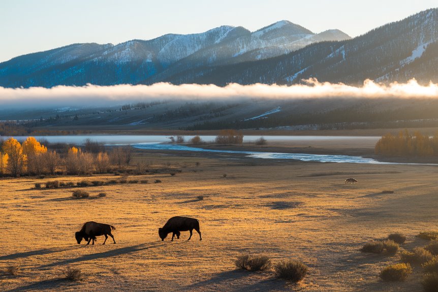 lamar valley s unique wildlife