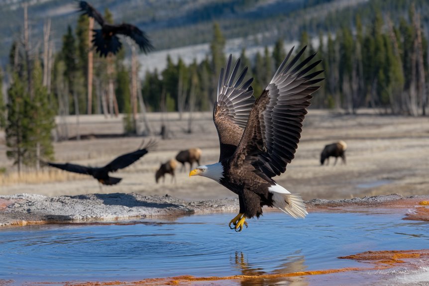 majestic eagles in flight