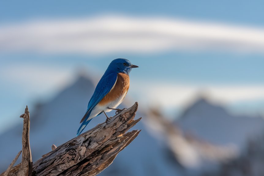 vibrant avian mountain residents